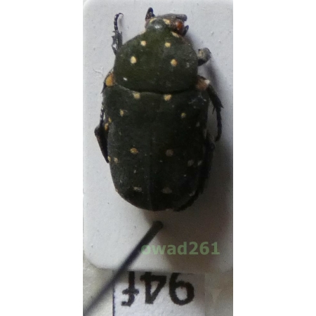Glycyphana cuculus Burmeister, 1842 Philippines94f